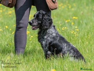 Cocker Spaniel dogs in Tewkesbury - Advert 35