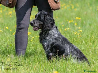 Cocker Spaniel dogs Stunning Blue Roan Cocker for stud in Tewkesbury - Advert 20
