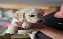 Golden Retriever dogs for sale: Beautiful Golden Retrievers READY TO GO!  - Image 5
