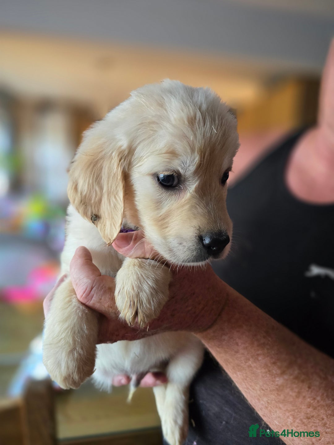 Golden Retriever dogs for sale: Beautiful Golden Retrievers READY TO GO!  - Image 5
