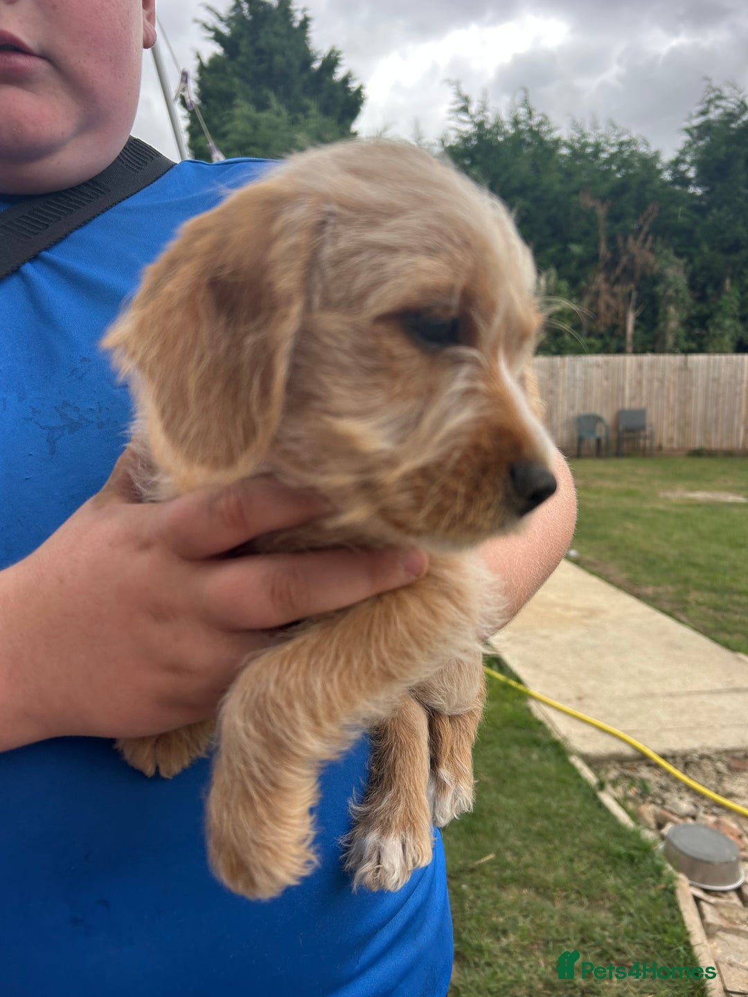 Mixed Breed dogs for sale: Jackapoo spaniel cross - hound puppies  - Image 8