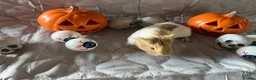 Guinea Pig rodents for sale: Skinny pigs sows & funky boys  - Advert 16