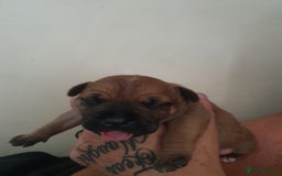 Staffordshire Bull Terrier dogs for sale: The Most Beautiful Staffy Puppies - Image 3