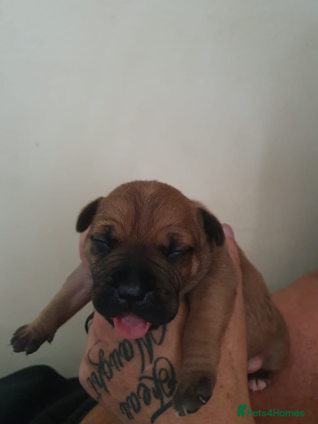 Staffordshire Bull Terrier dogs for sale: The Most Beautiful Staffy Puppies - Image 3