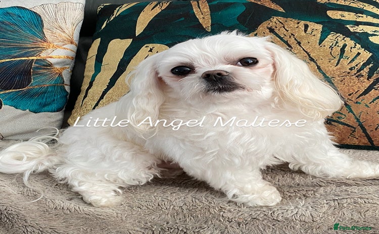 Maltese dogs 🌟Stunning KC Reg Korean Maltese boy for STUD in Waltham Cross - Advert 15
