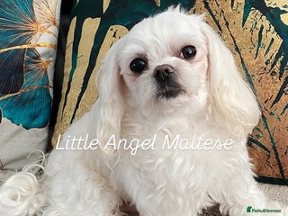 Maltese dogs 🌟Stunning KC Reg Korean Maltese boy for STUD in Waltham Cross - Advert 15