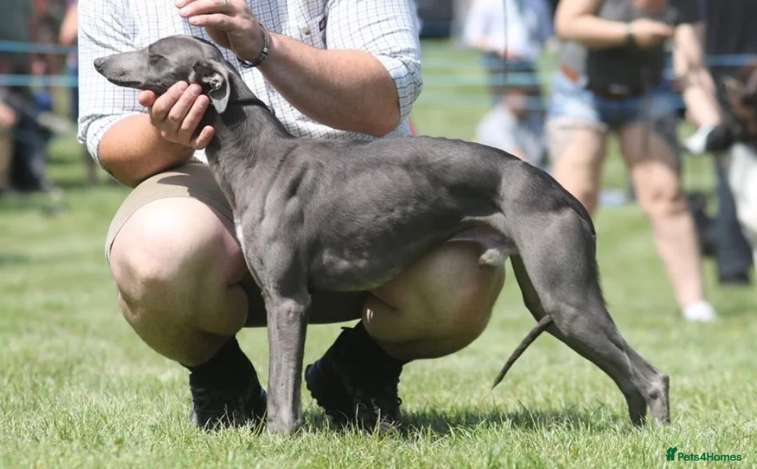 Whippet dogs for stud: KC Proven Whippet Dog For Stud in Blaenau Ffestiniog - Advert 2
