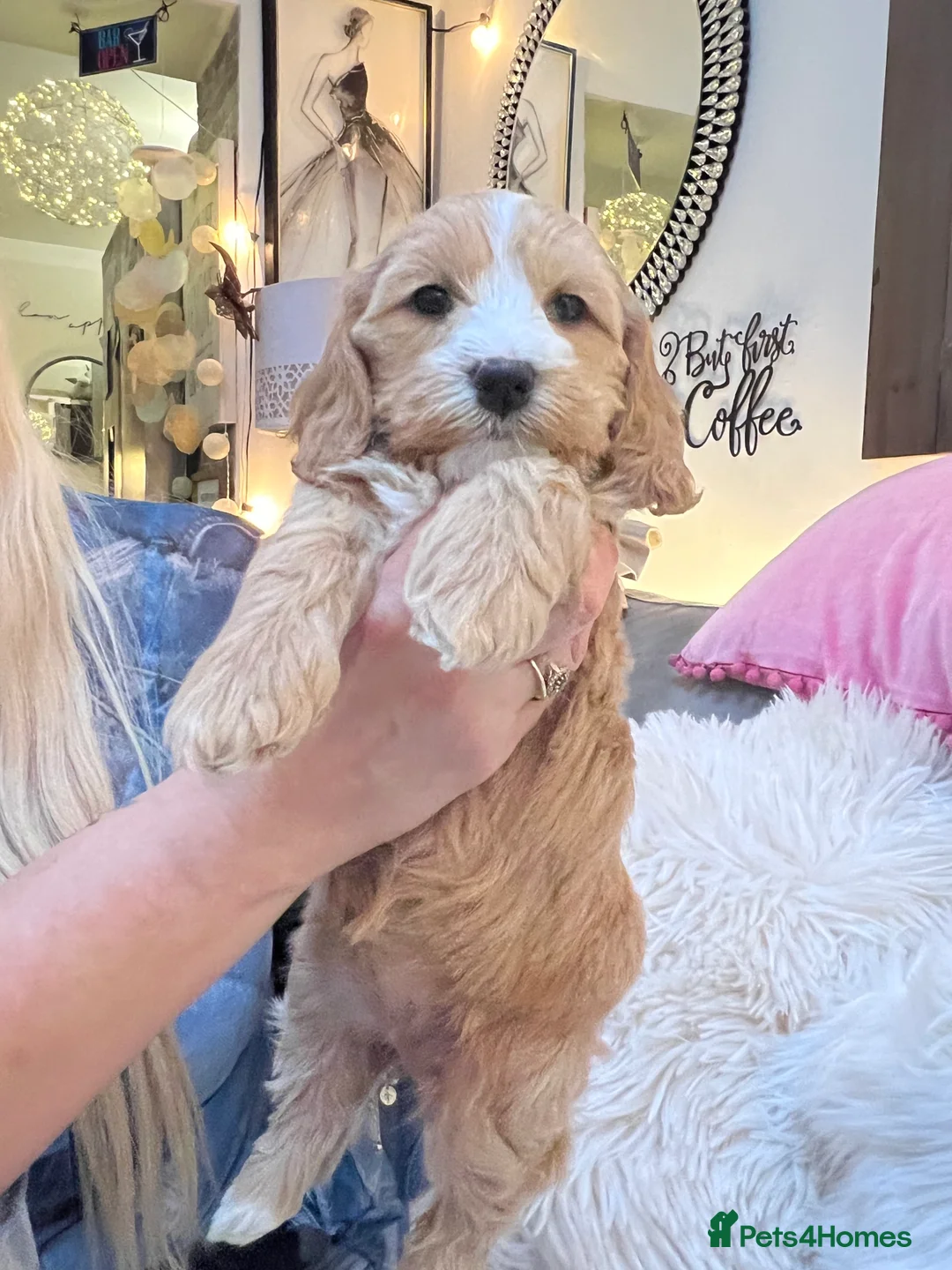 Mixed Breed dogs for sale: Beutiful cavapooshions   - Advert 7