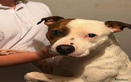 Mixed Breed dogs for sale: Staffy  - Image 3