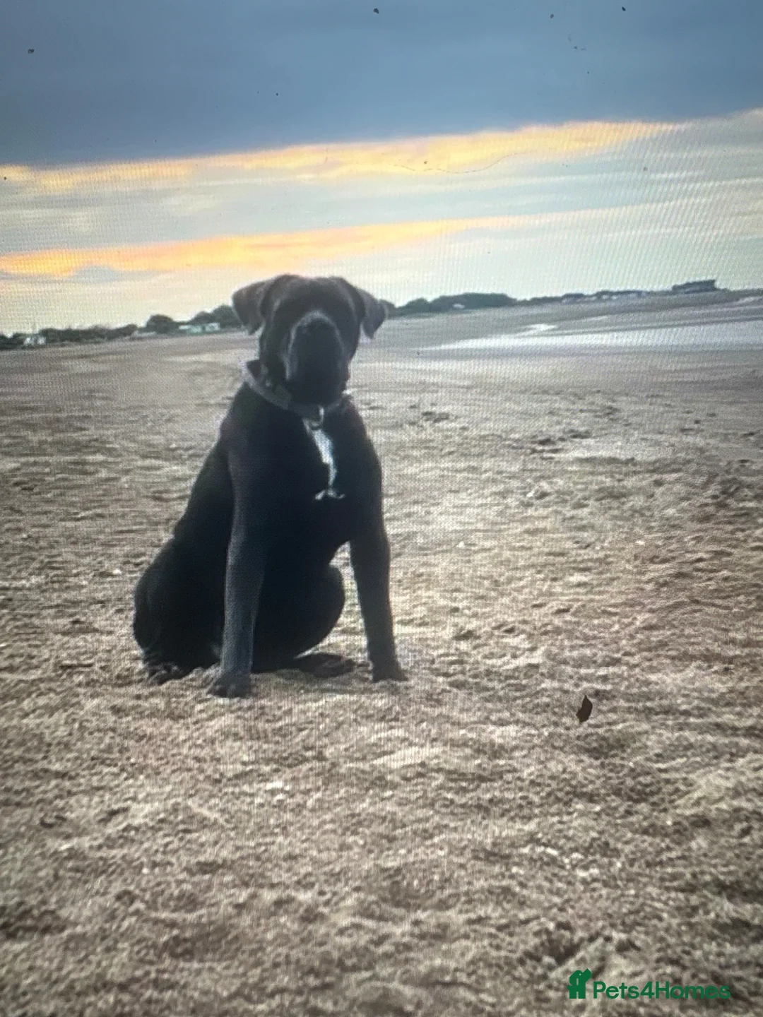 Cane Corso dogs for stud: Cane corso  - Advert 2