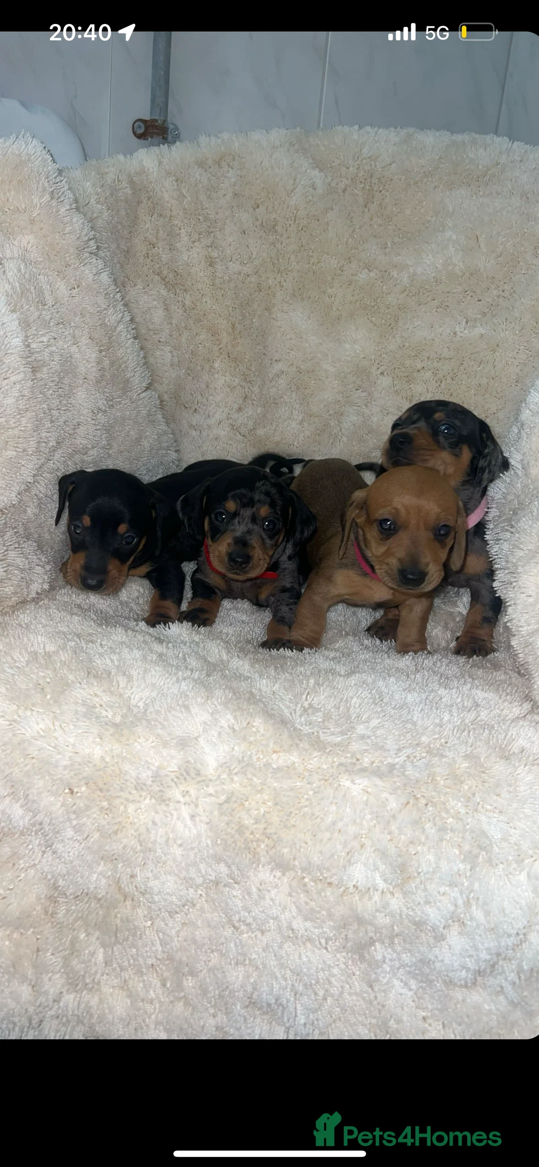 Dachshund dogs for sale: Tinkerbell & Chocolate’s Little sweethearts  - Advert 3