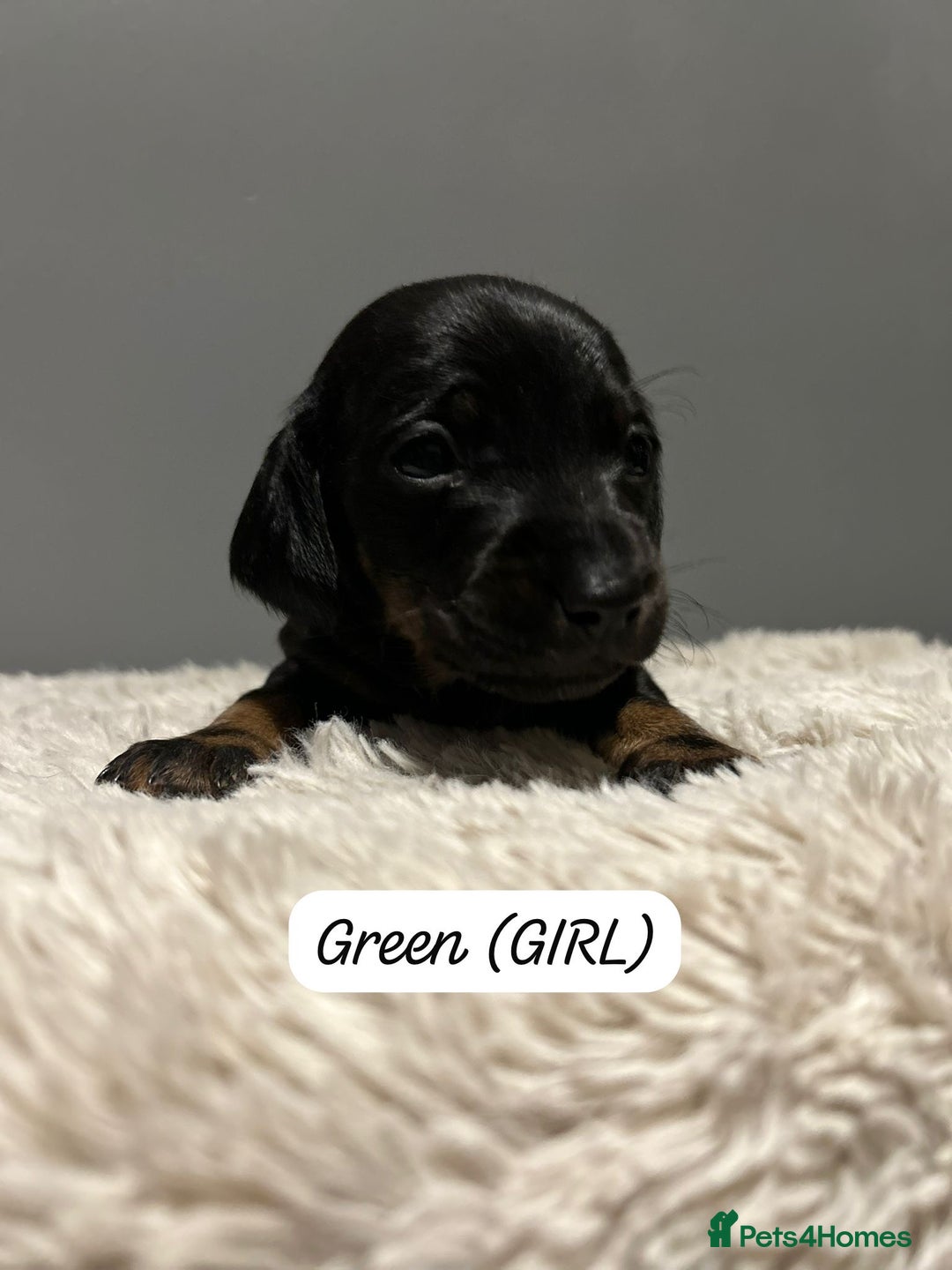 Miniature Dachshund dogs for sale: Miniature dachshund  - Advert 10