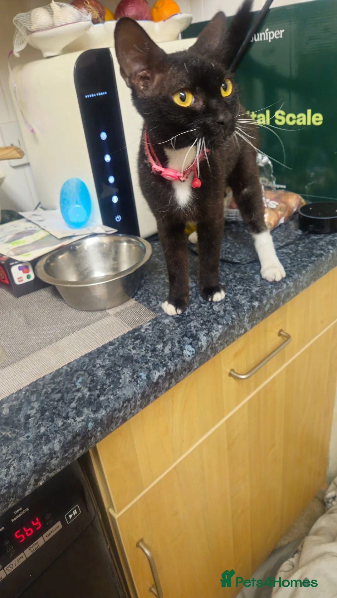 Mixed Breed cats for sale: Devon rex cross girl for sale  - Advert 1