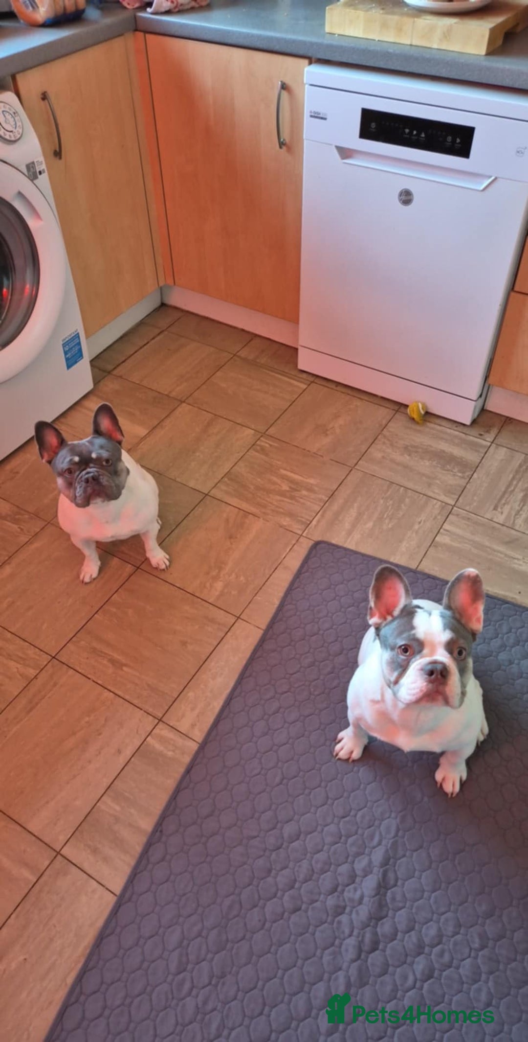 French Bulldog dogs for stud: Jasper available for stud - Advert 8