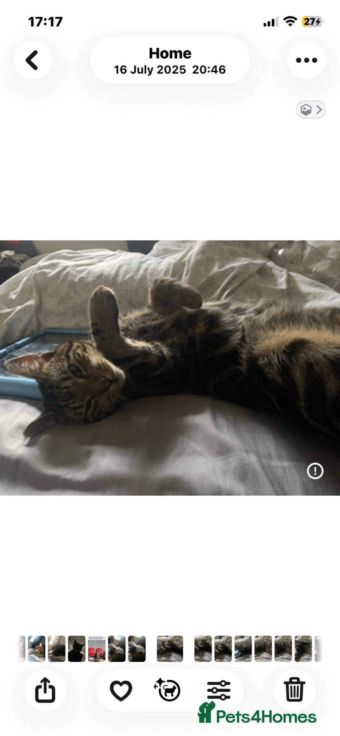 Domestic Shorthair cats for sale: Male Tabby cat, 2 years old in Oldham - Advert 2