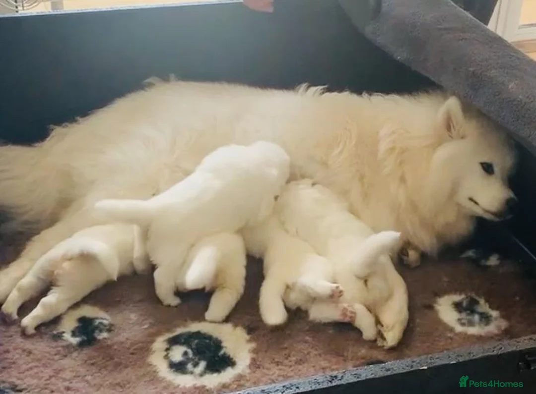 Samoyed dogs for sale: KC Registered Samoyed Puppues - Advert 2