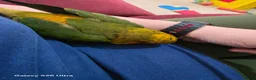Conures birds for sale: 10 Week old silly tame male Sun Conure, ready  - Advert 9