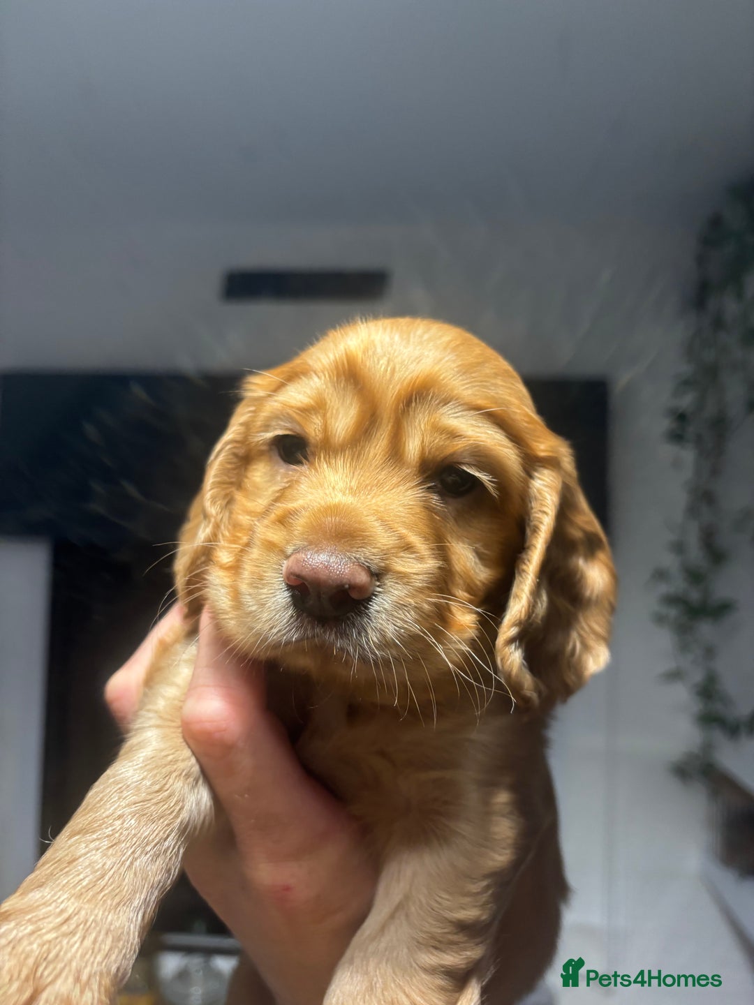 Cocker Spaniel dogs for sale: Working fox red/ginger cocker spaniels  - Image 7