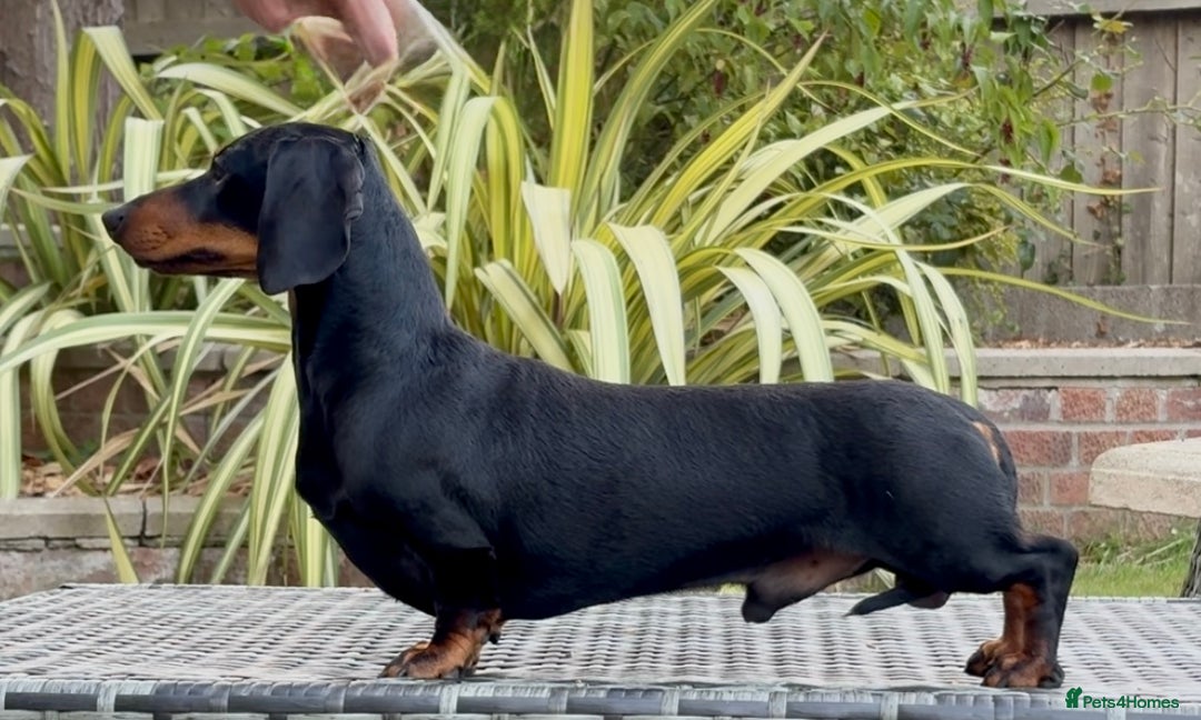 Miniature Dachshund dogs for sale: Vanitonia Miniature Smooth Dachshunds   - Advert 4