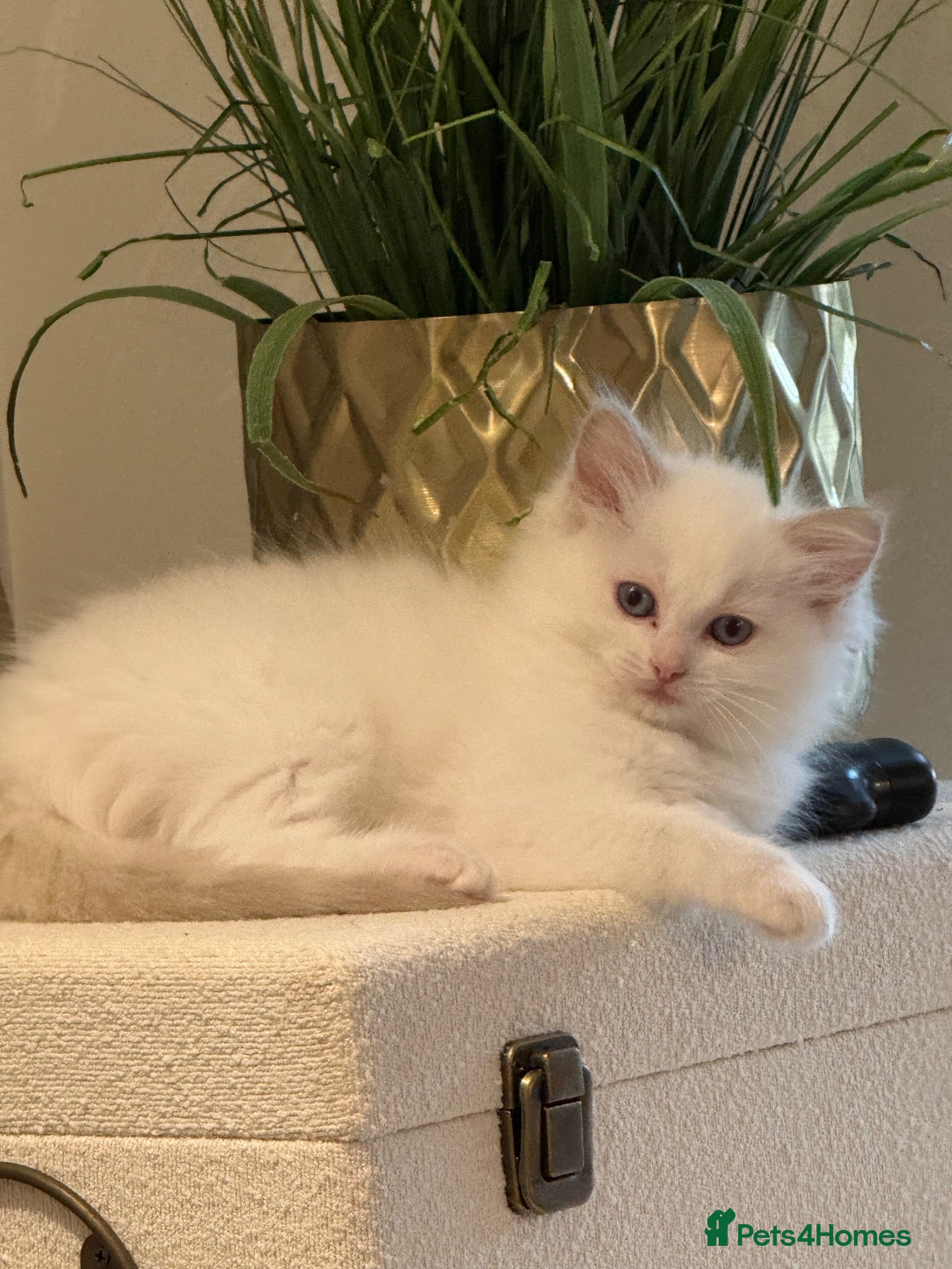 Ragdoll cats GCCF registered champion sired Ragdoll kitrens - Advert 1