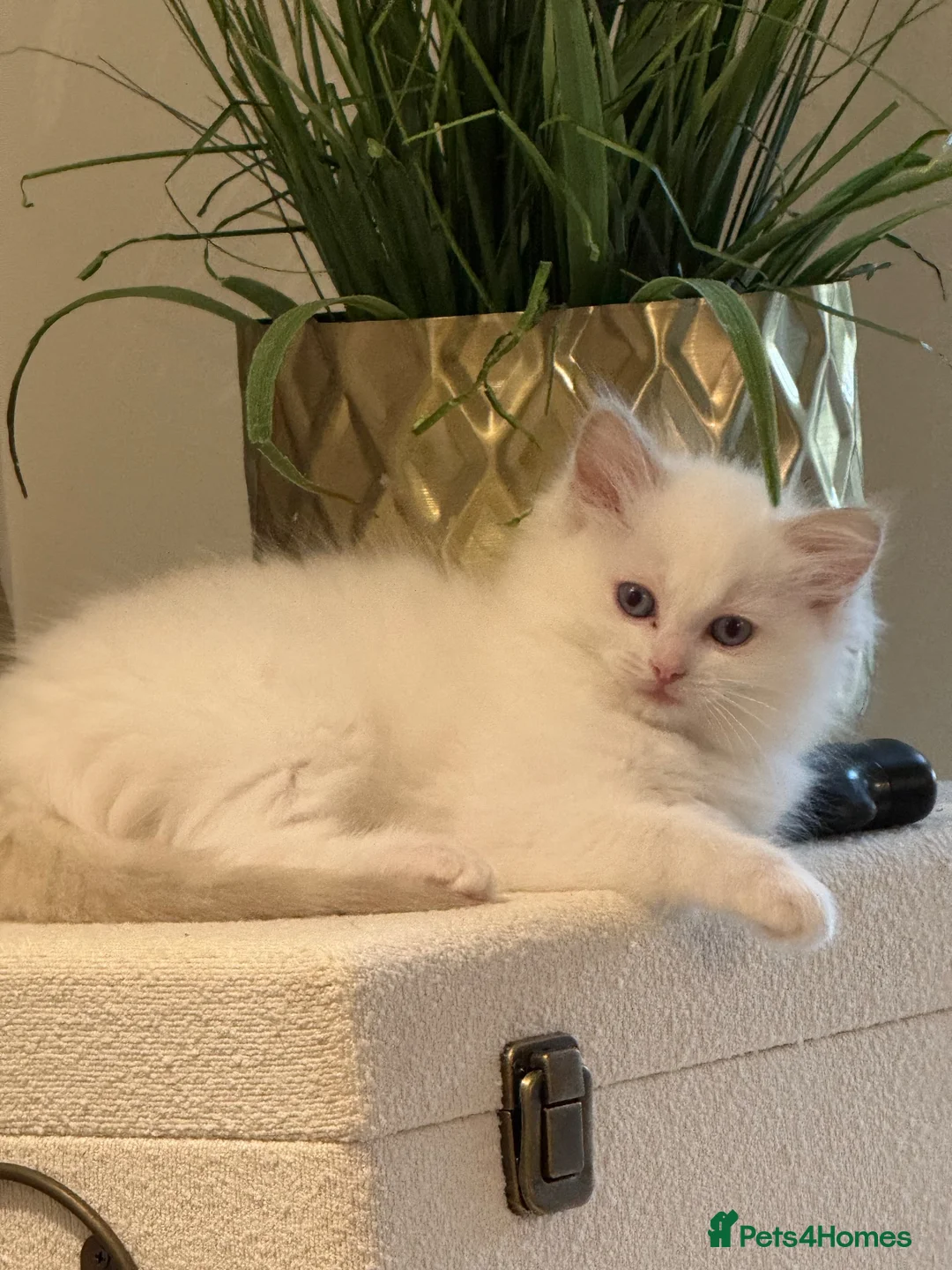 Ragdoll cats for sale: GCCF registered champion sired Ragdoll kitrens - Advert 1