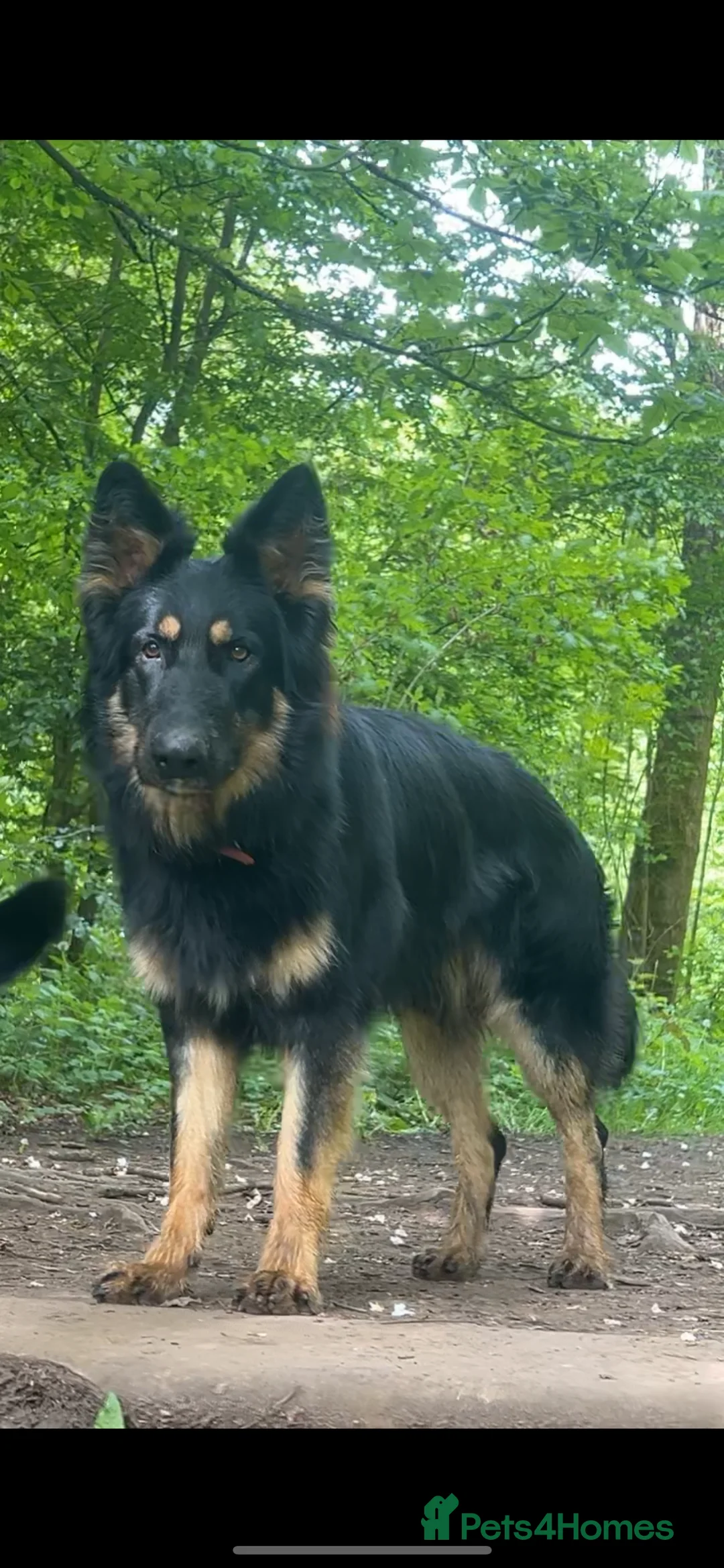 German Shepherd dogs for sale: Rocco is looking for a new home  - Advert 4