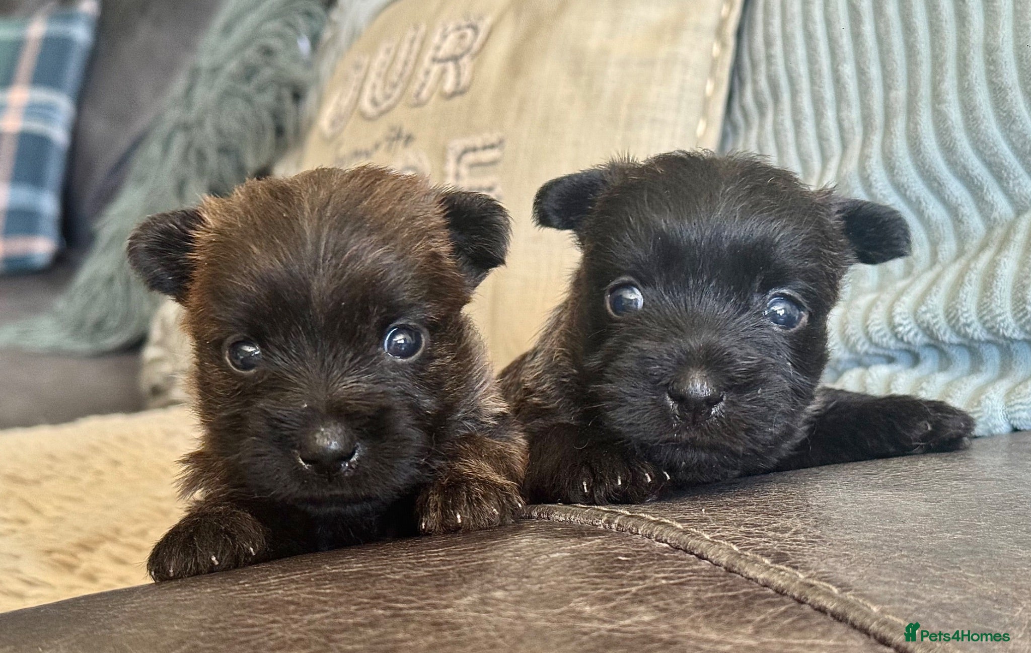 Cairn Terrier dogs KC reg pups off health tested parent avail 11/08 - Advert 16