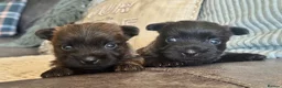 Cairn Terrier dogs for sale: KC reg pups off health tested parent avail 11/08 - Advert 1