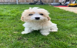 Cavachon dogs for sale: Cavachon Puppies 🐾🐶 1 GIRL LEFT REDUCED - Image 12