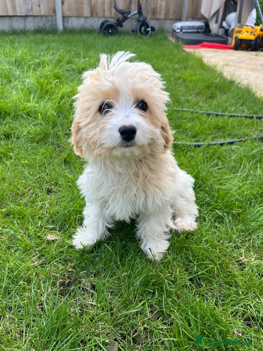 Cavachon dogs for sale: Cavachon Puppies 🐾🐶 1 GIRL LEFT REDUCED - Image 12