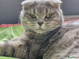 British Shorthair cats - Advert 4