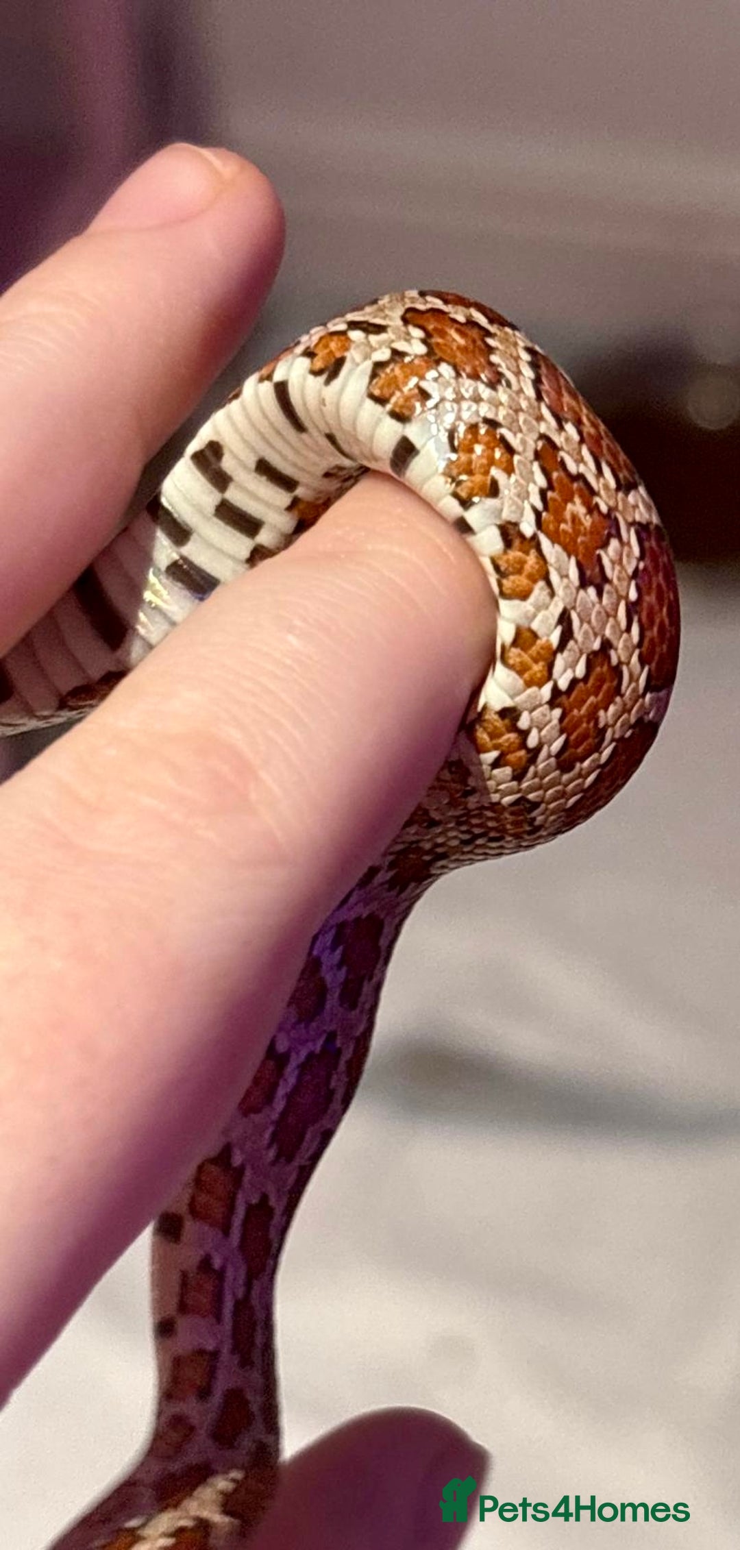 Corn Snake reptiles for sale: Cornsnakes - Advert 5