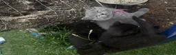 British Shorthair cats for sale: Exceptional BritishShorthair Kittens  - Advert 32