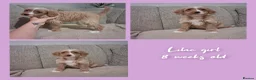 Mixed Breed dogs for sale: Miniature (Australian) Labradoodles girls - Advert 7