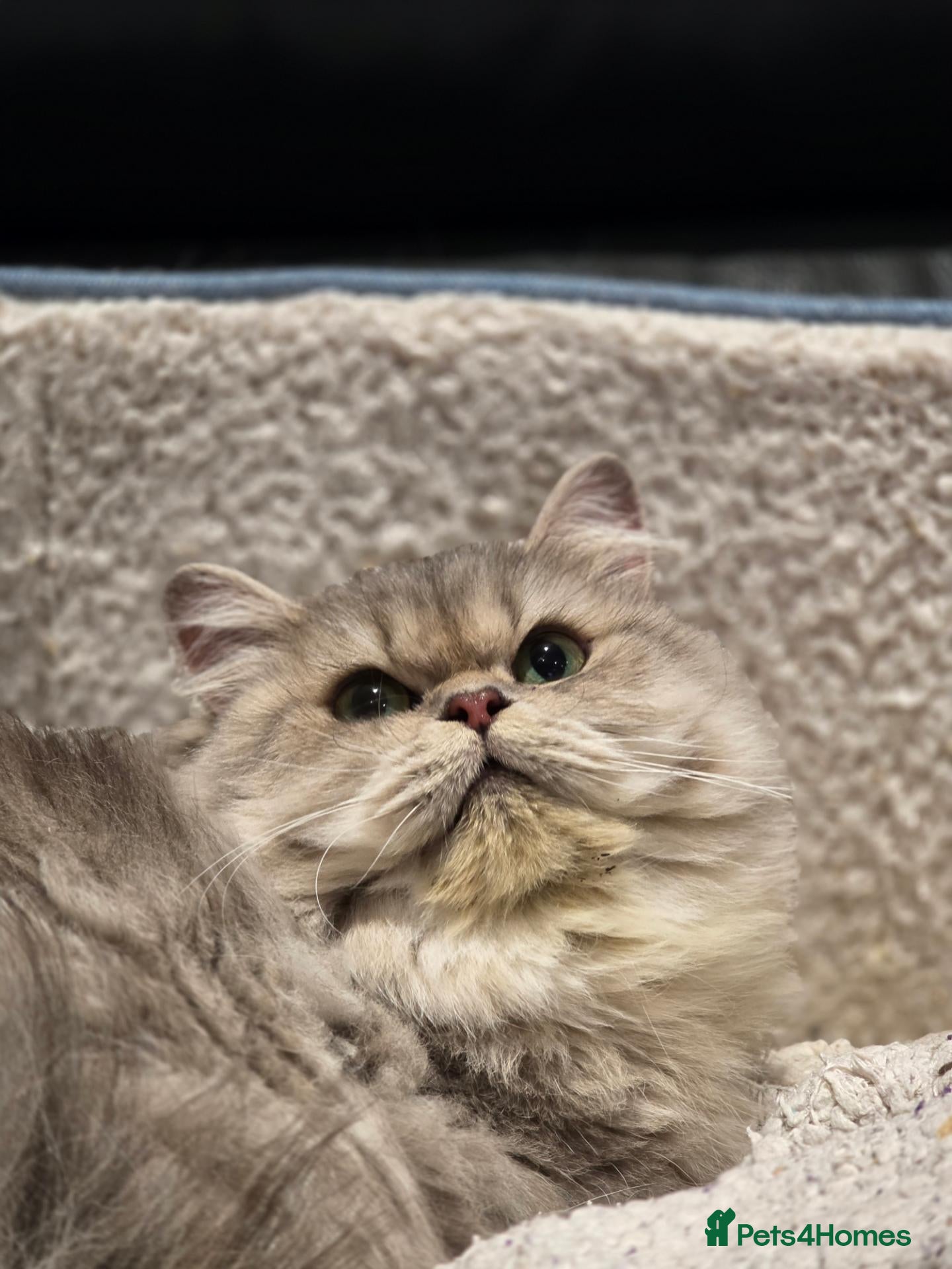 British Longhair cats GCCF Registered British Longhair  - Advert 7