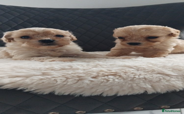 Cavapoo dogs - Advert 3