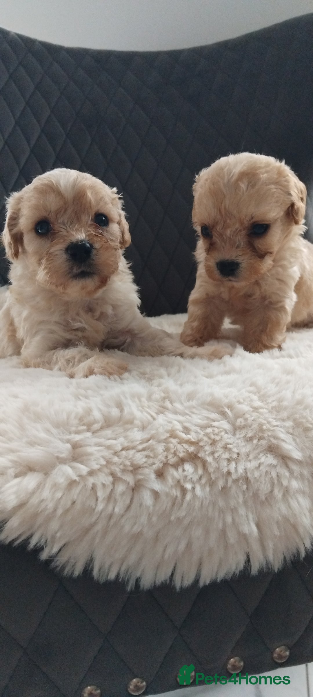 Cavapoo dogs for sale: Stunning cavapoo puppies - Image 1