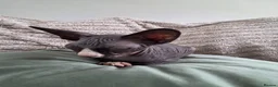 Sphynx cats for sale: GORGEOUS SPHYNX KITTENS  - Advert 10