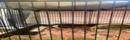 Guinea Pig rodents for sale: 2 lovely girl Guinea pigs  in Maidstone - Advert 4