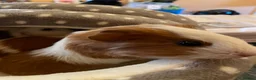 Guinea Pig rodents for sale: Pepper the male Guinea Pig - Advert 3