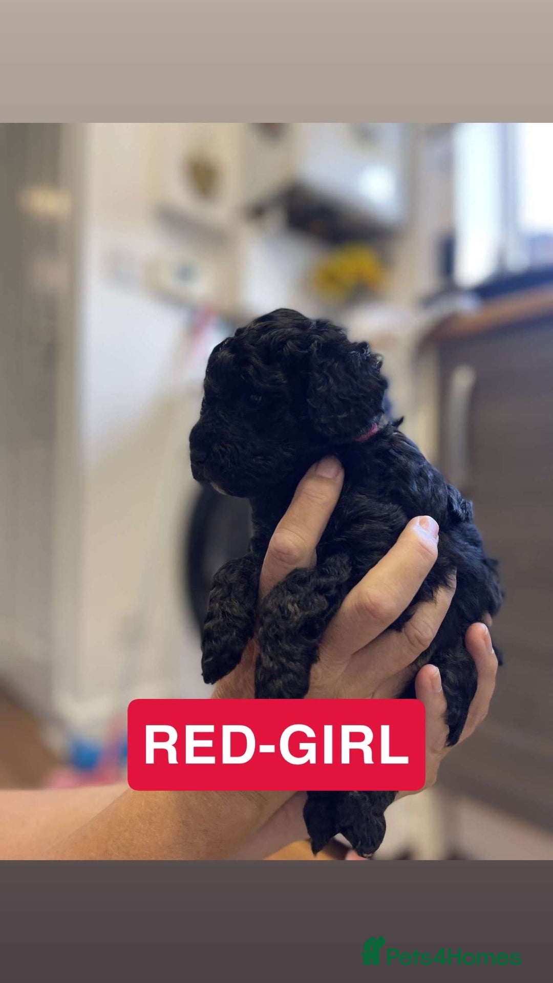 Cockapoo dogs for sale: Beautiful F1B Cockerpoos🐶 - Image 8
