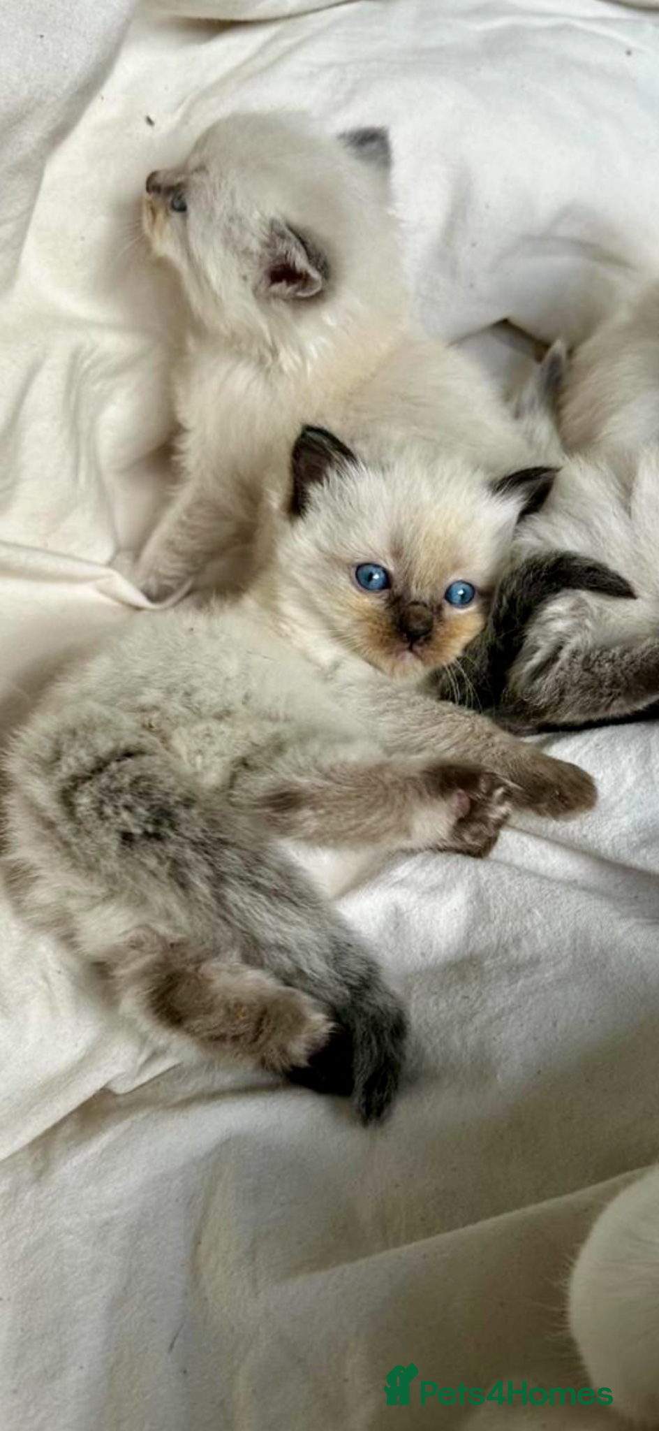 Ragdoll cats 🌸🌸 WAITING LIST NOW OPEN due in May 🌺🌺 - Advert 4