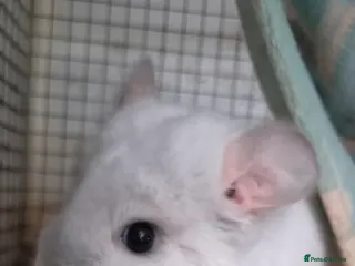 Chinchilla rodents White diamond male chinchilla - Advert 1
