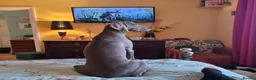 Weimaraner dogs for sale: Weimaraner KC REGISTERED 1yr Girl.  - Advert 9