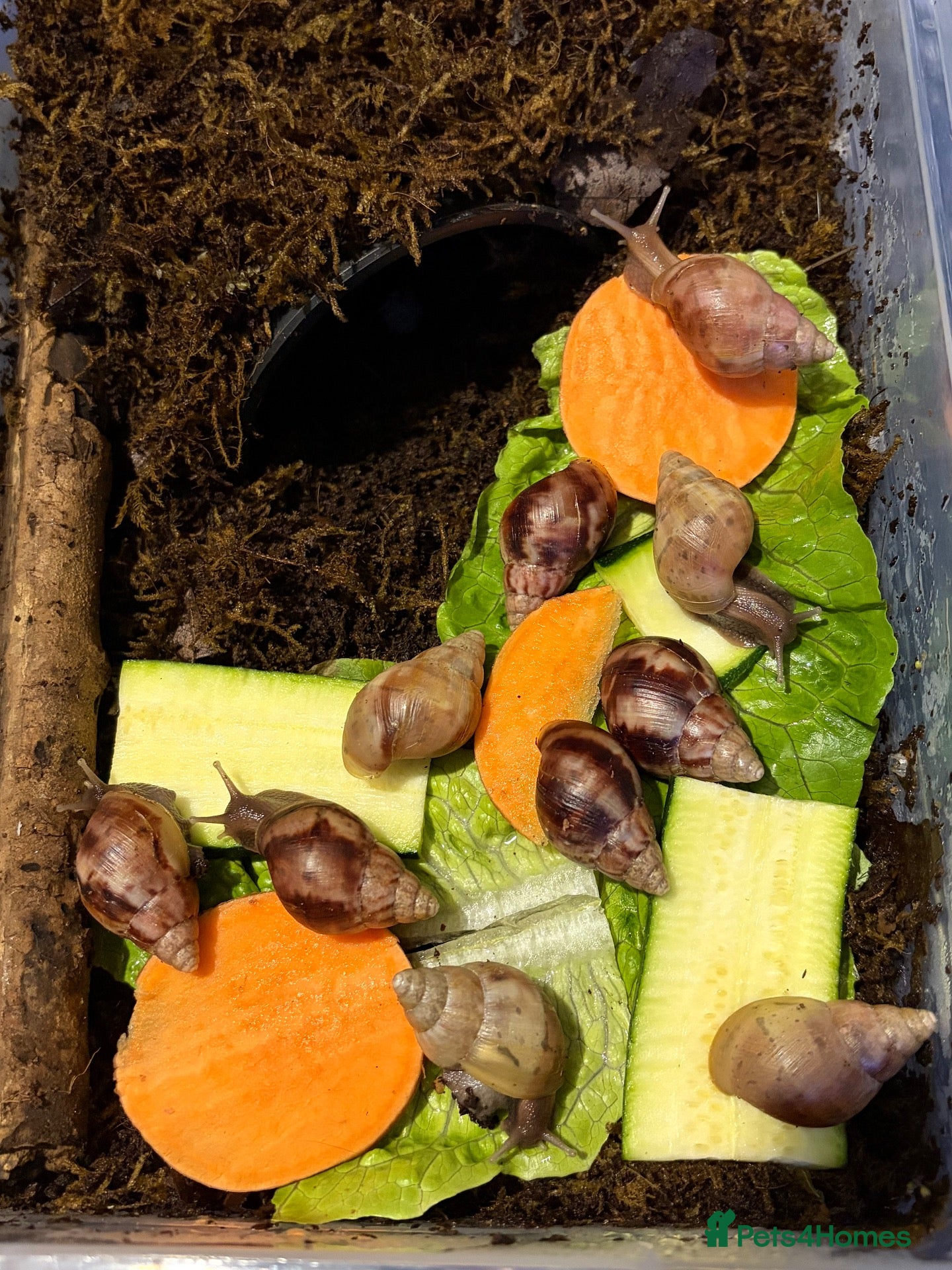 Snails invertebrates Giant African land snails ready for homes!  - Advert 1