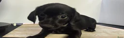 Mixed Breed dogs for sale: Gorgeous mixed litter girls and boys ready now! - Advert 14