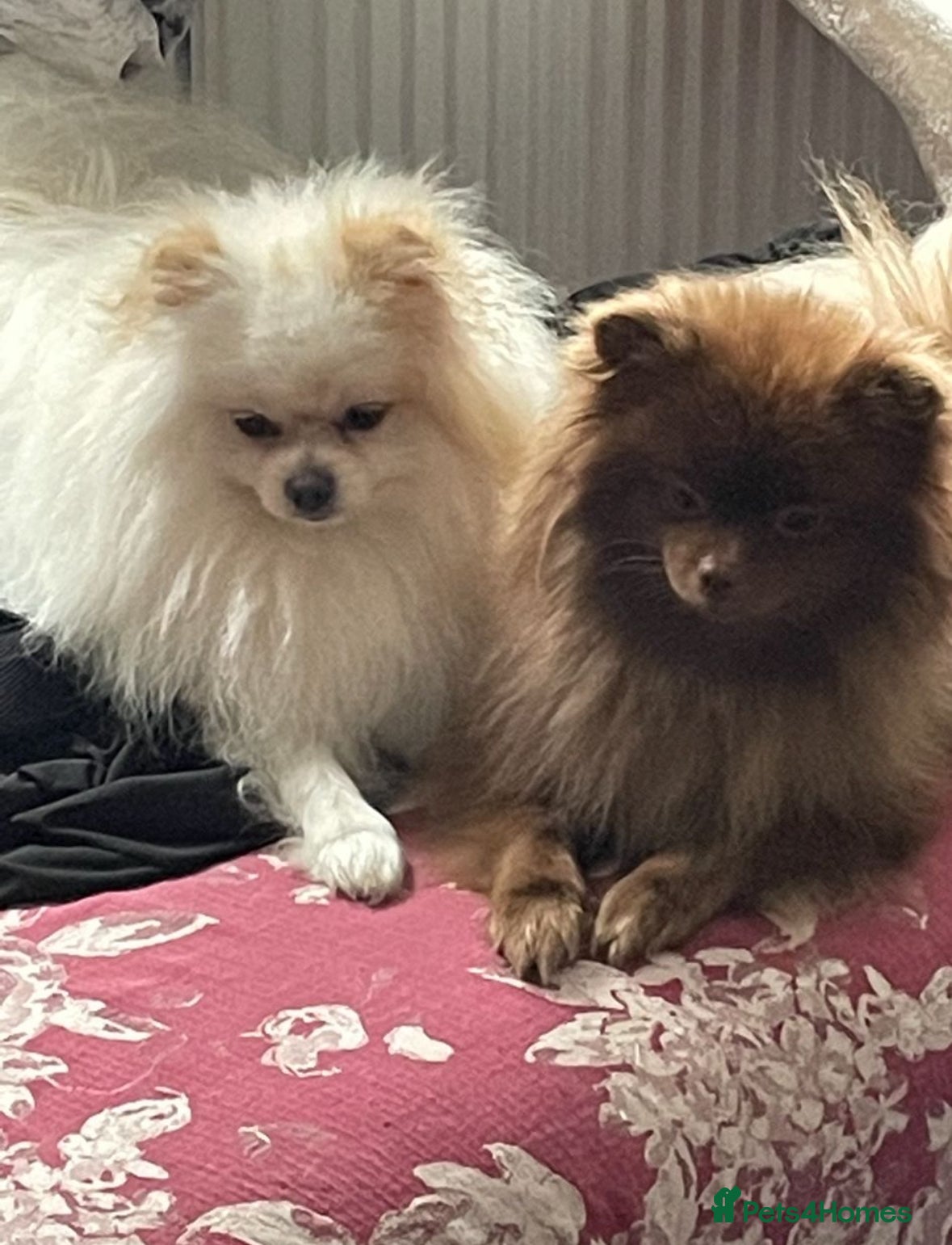 Pomeranian dogs for sale: Adorable Pomerania puppies  - Advert 1
