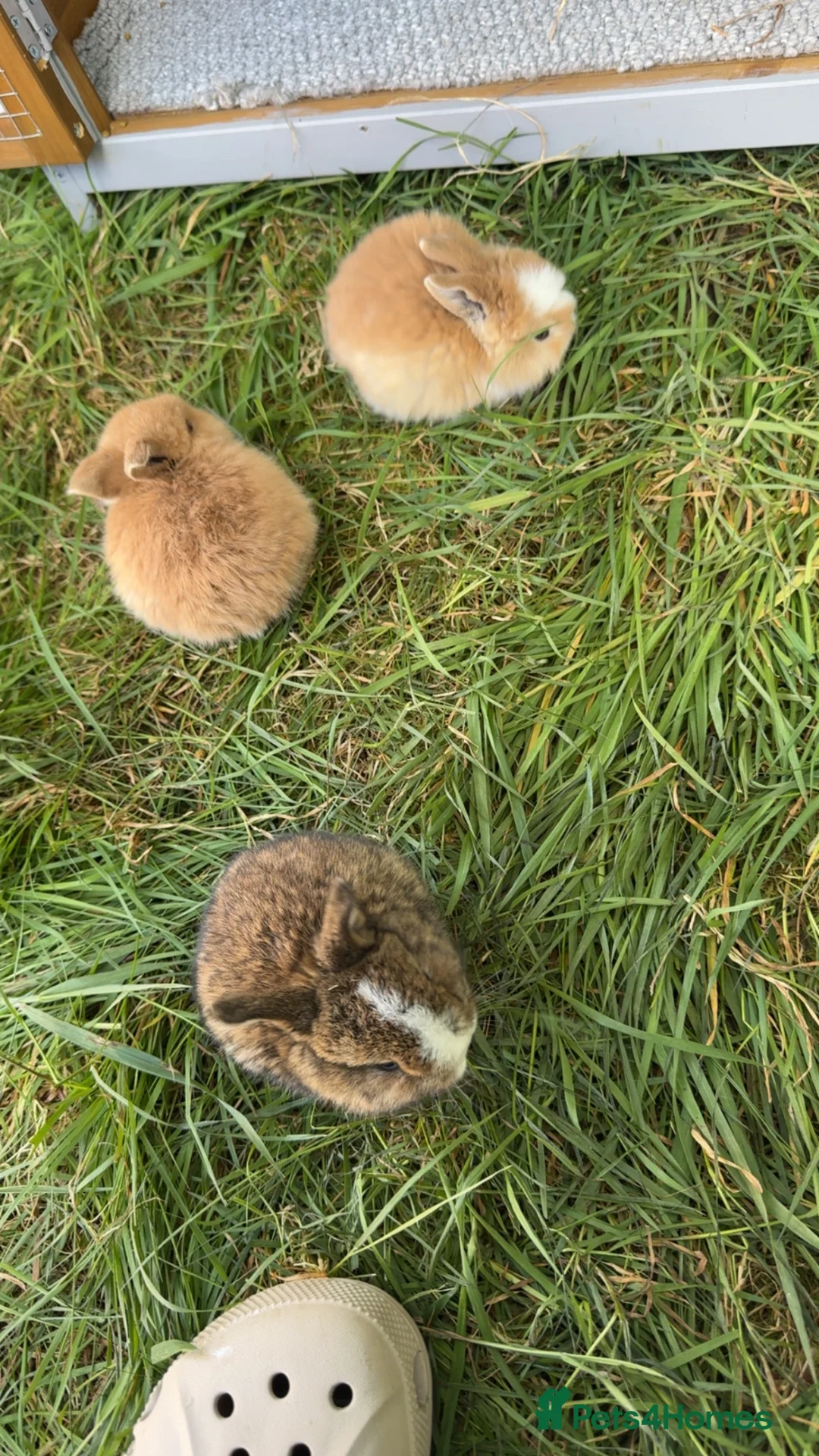Mini Lop rabbits for sale: Litter of Mini Lop Rabbits in Hull - Advert 2