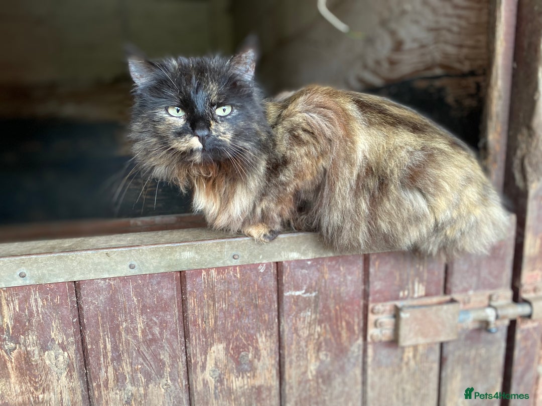 Mixed Breed cats for sale: Beautiful coloured kittens - Image 7