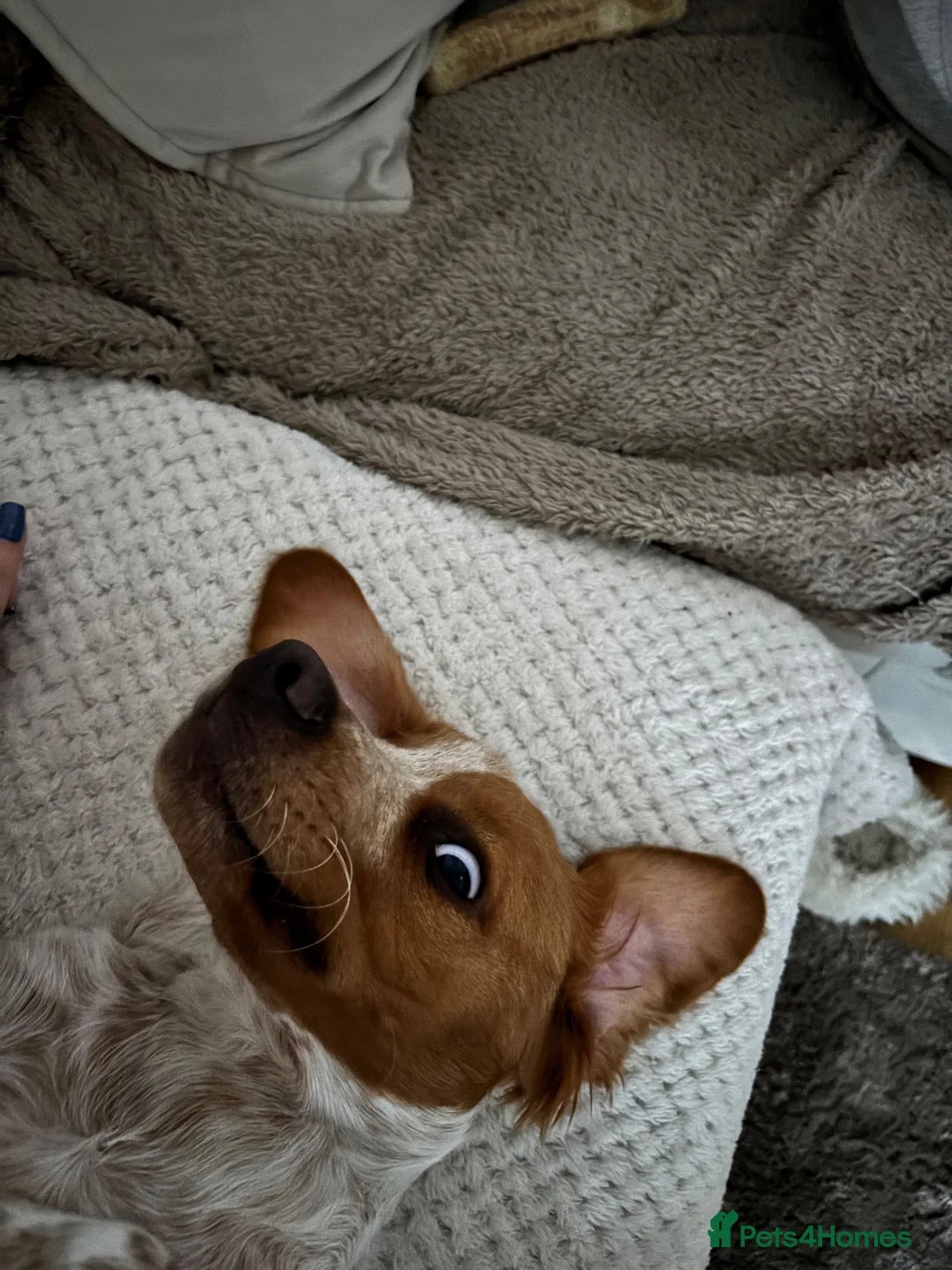 Brittany Spaniel dogs for sale: Puppy for rehoming :) - Advert 4